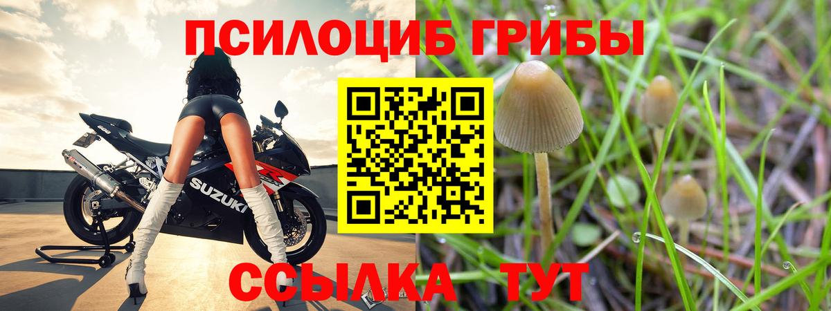 Псилоцибиновые грибы мицелий Торжок